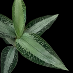 Aspidogyne argentea | Seller's Choice, Hong Kong Collection
