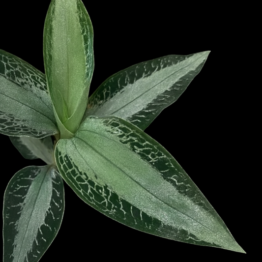 Aspidogyne argentea | Seller's Choice, Hong Kong Collection
