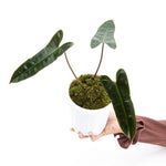 Philodendron billetiae x atabapoense | Seller's Choice, Hainan Collection