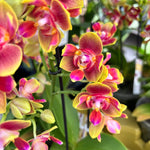 Phaelenopsis 'Rising Sun' | Seller's Choice, Hong Kong Collection