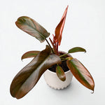 Philodendron 'Florida Bronze | Seller's Choice, Hong Kong Collection