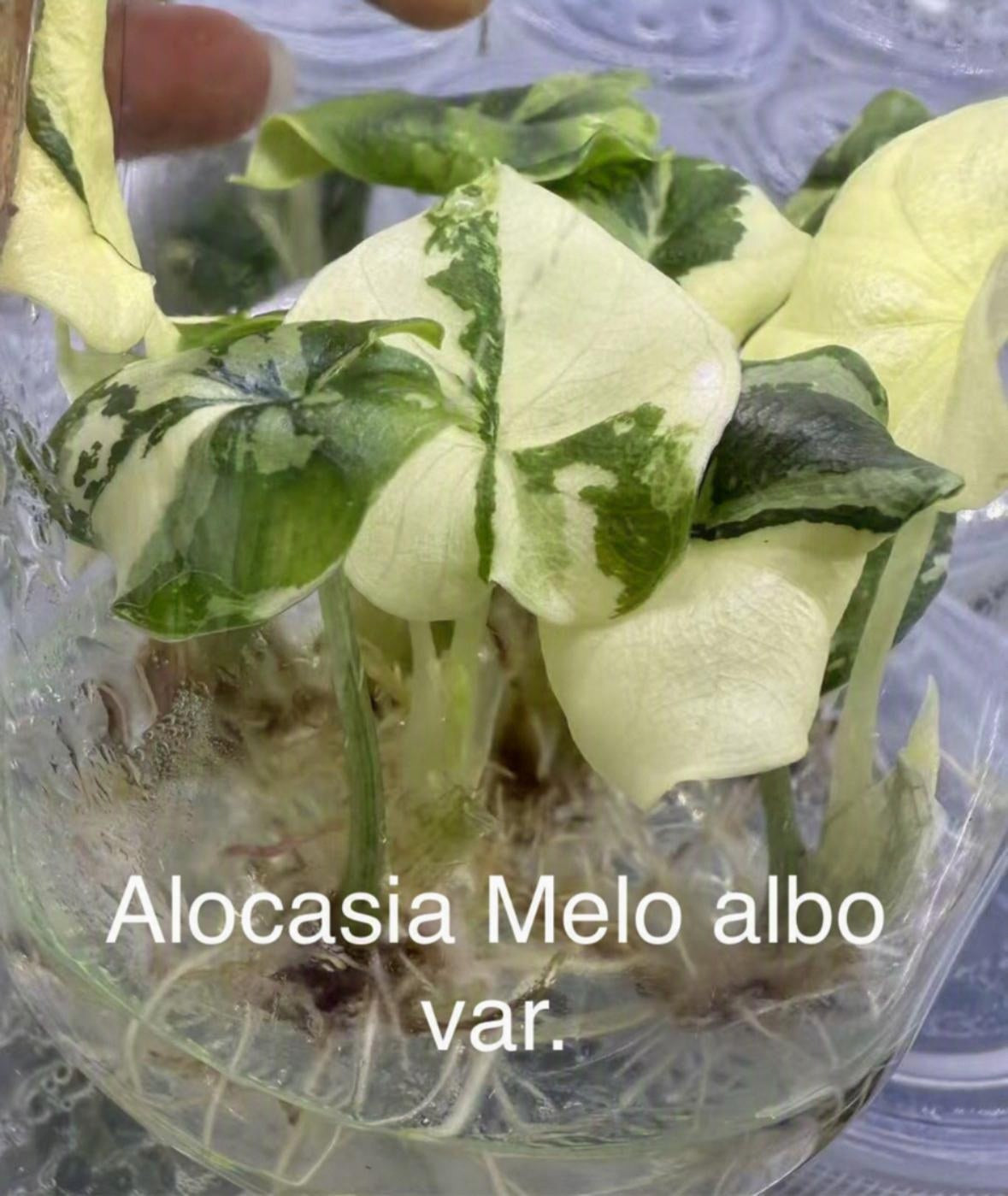 Alocasia Melo Albo Variegated TC | Grower's Choice, Bangkok Collection