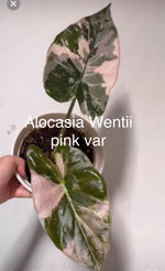 Alocasia Pseudo Sanderiana Pink Variegated TC | Grower's Choice, Bangkok Collection