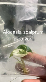 Alocasia Scalprum Albo Variegated TC | Grower's Choice, Bangkok Collection