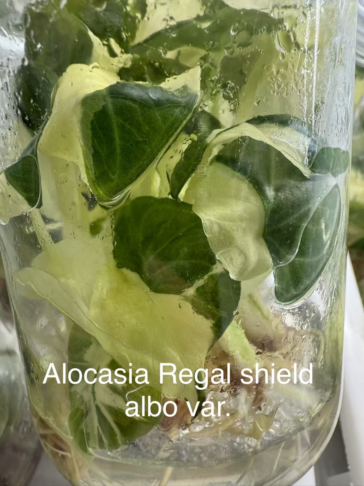 Alocasia Regal Shields Albo Variegated TC | Grower's Choice, Bangkok Collection