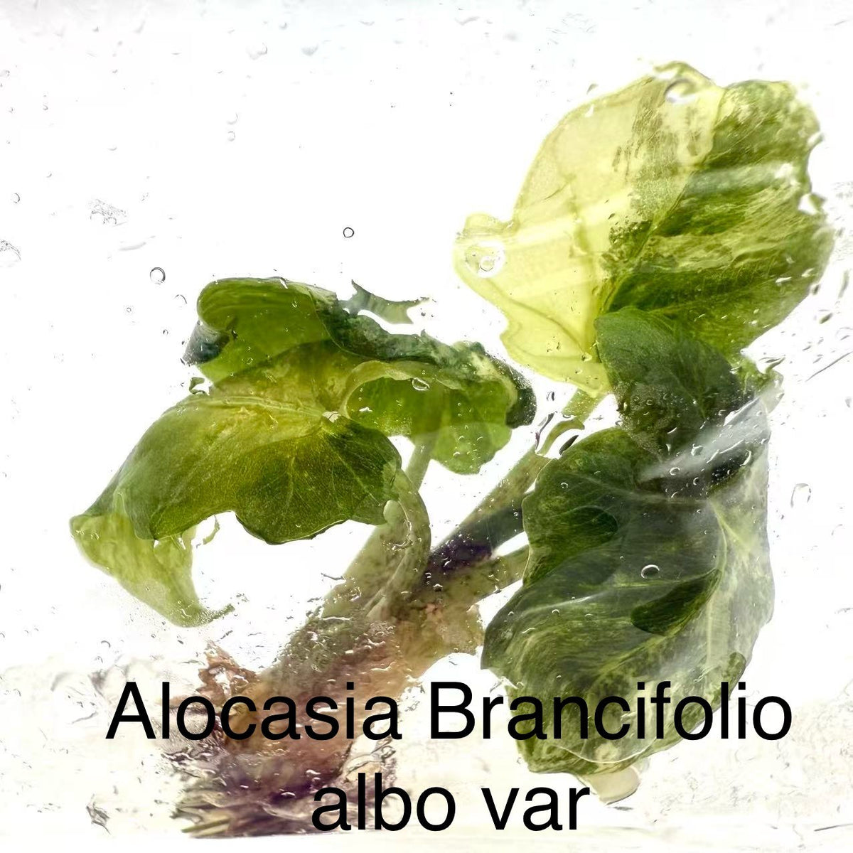 Alocasia Brancifolia Albo Variegated TC | Grower's Choice, Bangkok Collection