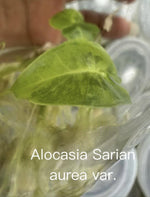 Alocasia Sarian Aurea Variegated TC | Grower's Choice, Bangkok Collection