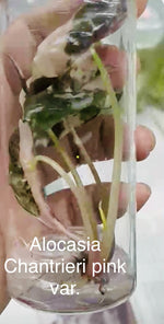Alocasia Chantrieri Pink Variegated TC | Grower's Choice, Bangkok Collection