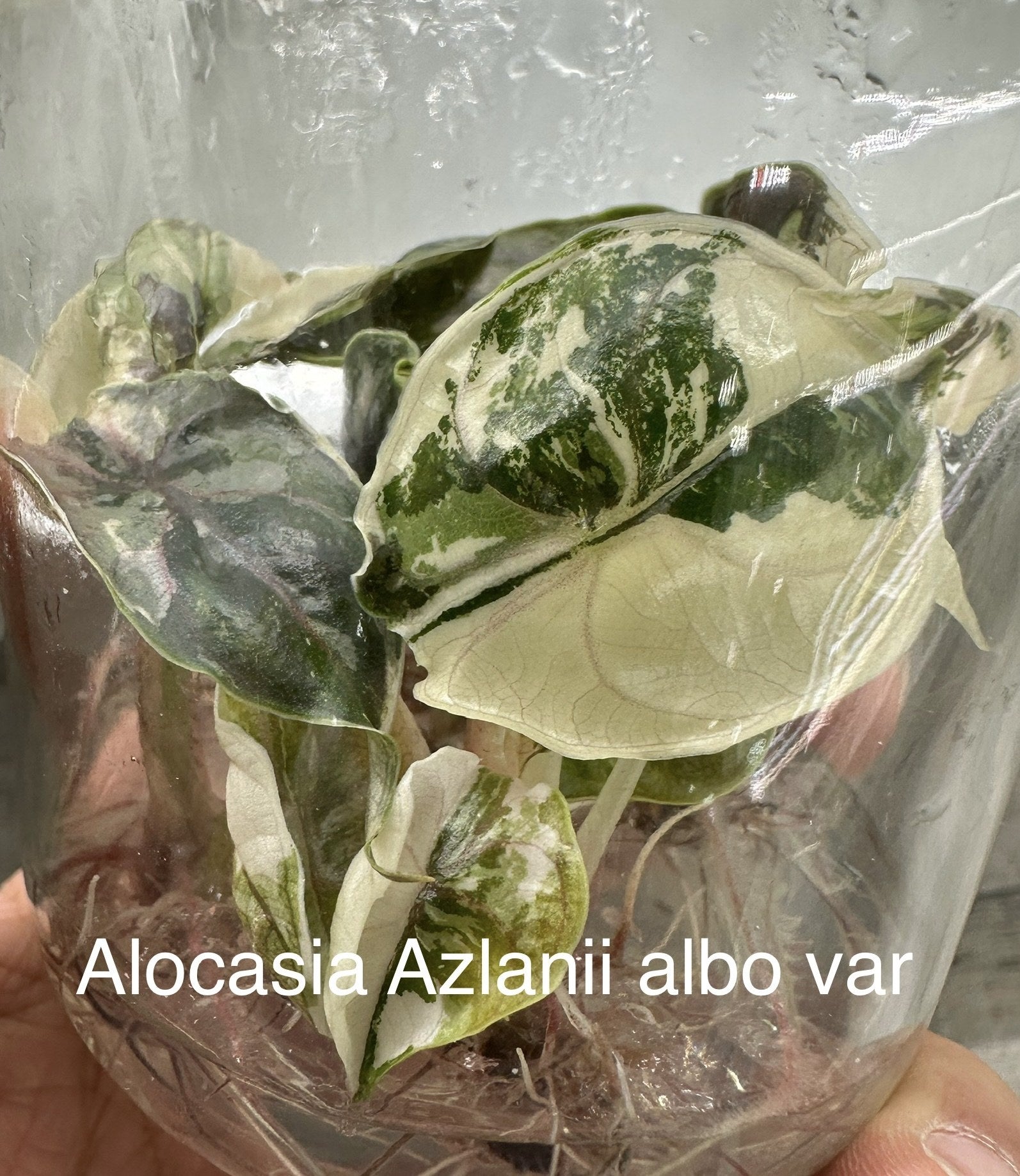 Alocasia Olanii TC | Grower's Choice, Bangkok Collection