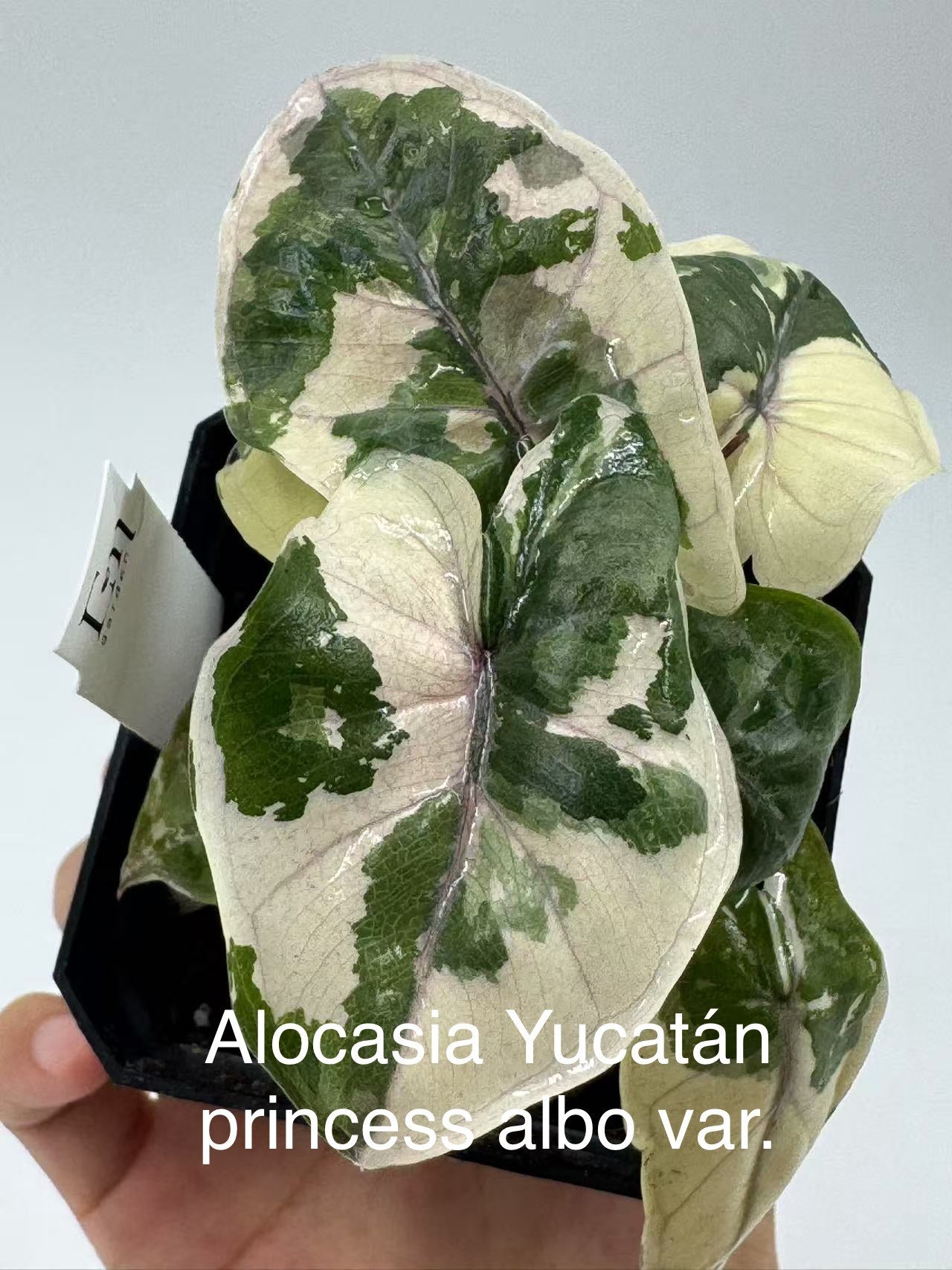 Alocasia Yucatan Princess Albo Variegated TC | Grower's Choice, Bangkok Collection