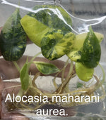 Alocasia Maharani Aurea Variegated TC | Grower's Choice, Bangkok Collection