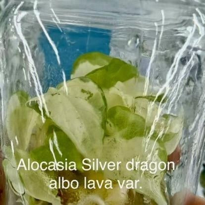 Alocasia Silver Dragon Albo Lava Variegated TC | Grower's Choice, Bangkok Collection