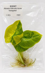 Alocasia Infernalis Aurea Variegated TC | Grower's Choice, Bangkok Collection