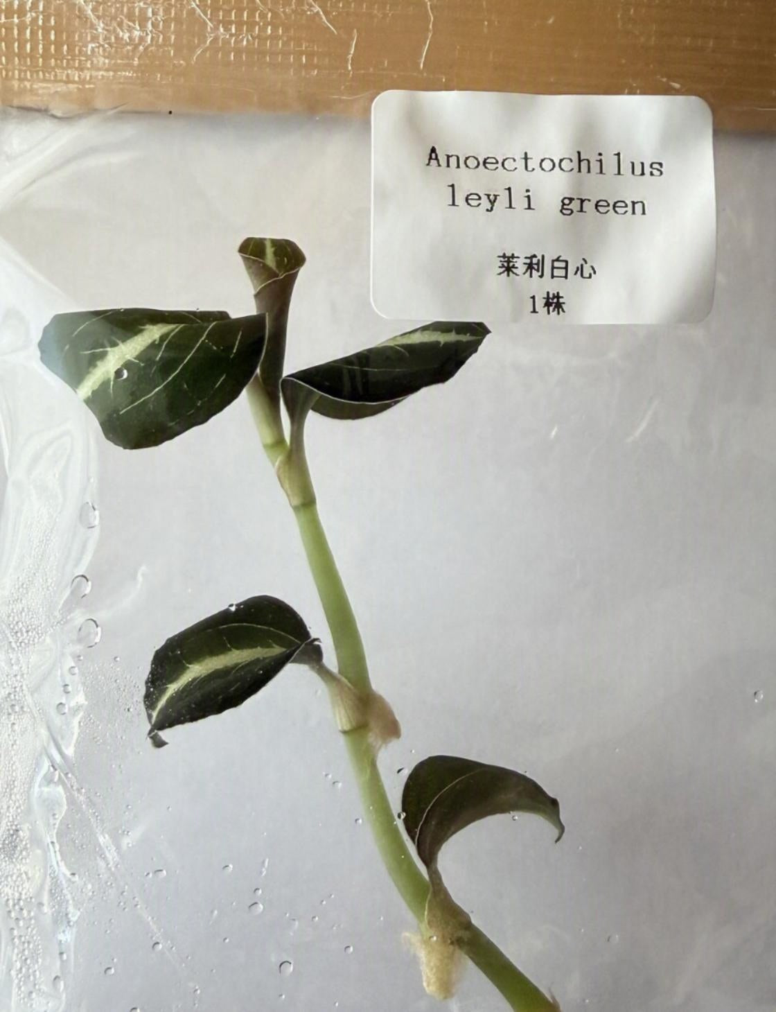 Anoectochilus Leyli Green TC | Grower's Choice, Bangkok Collection