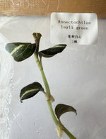Anoectochilus Leyli Green TC | Grower's Choice, Bangkok Collection