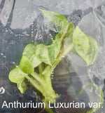 Anthurium Luxurians Aurea Variegated TC | Grower's Choice, Bangkok Collection