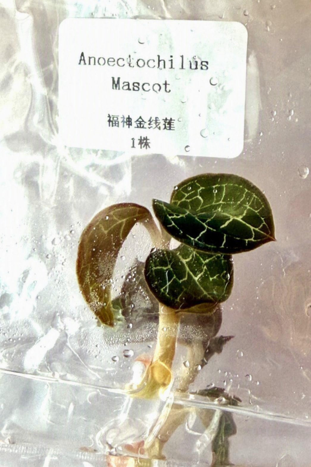 Anoectochilus Mascot TC | Grower's Choice, Bangkok Collection