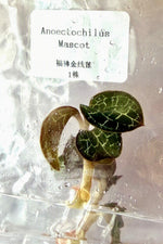 Anoectochilus Mascot TC | Grower's Choice, Bangkok Collection