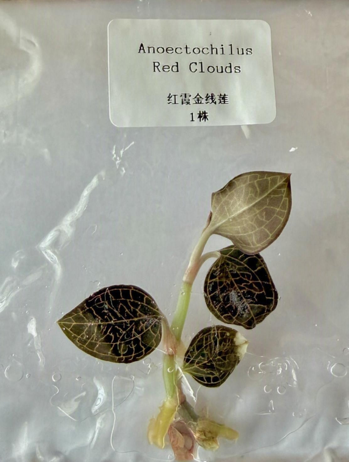 Anoectochilus Red Clouds TC | Grower's Choice, Bangkok Collection
