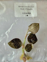 Anoectochilus Red Clouds TC | Grower's Choice, Bangkok Collection