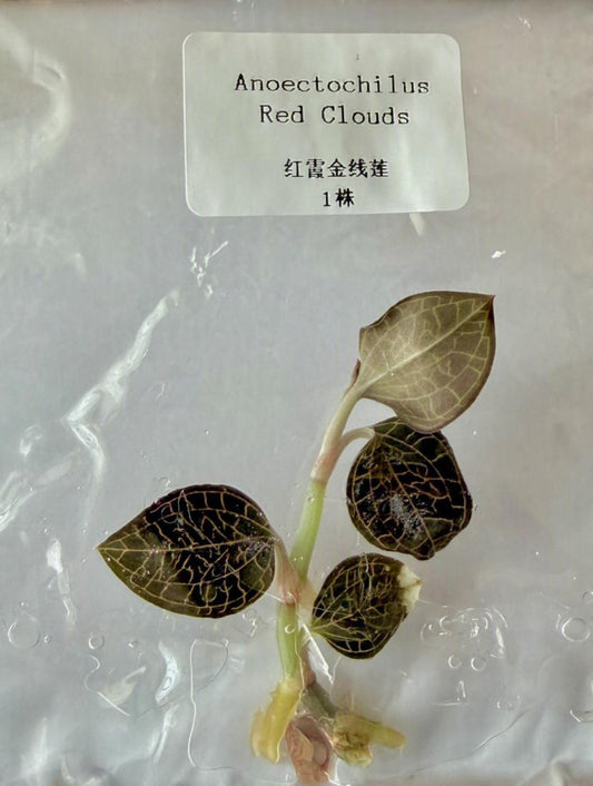 Anoectochilus Red Clouds TC | Grower's Choice, Bangkok Collection