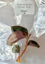 Anoectochilus Silver Silk TC | Grower's Choice, Bangkok Collection