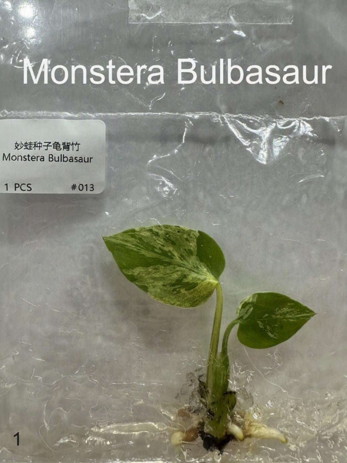Monstera Bulbasaur TC | Grower's Choice, Bangkok Collection