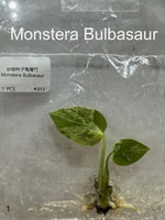 Monstera Bulbasaur TC | Grower's Choice, Bangkok Collection