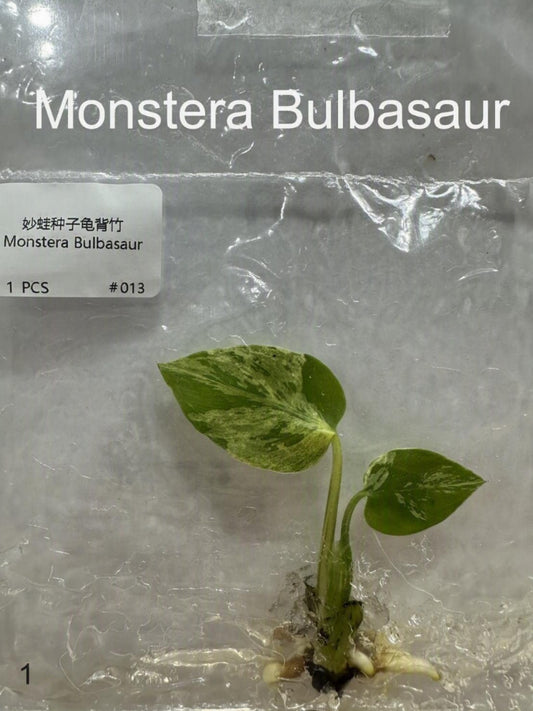 Monstera Bulbasaur TC | Grower's Choice, Bangkok Collection
