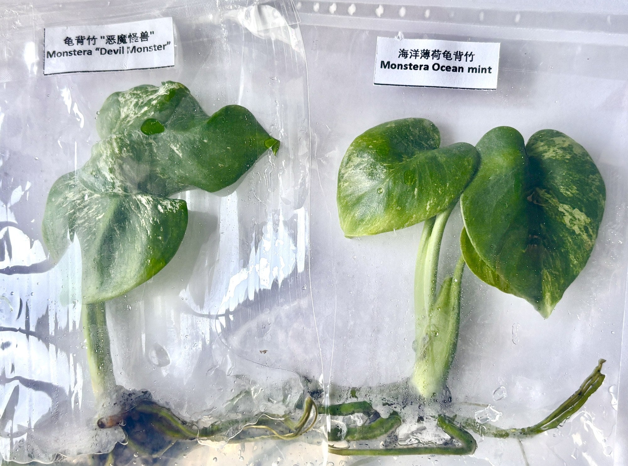 Monstera Devil Monster TC | Grower's Choice, Bangkok Collection