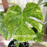 Monstera Green Snow TC | Grower's Choice, Bangkok Collection