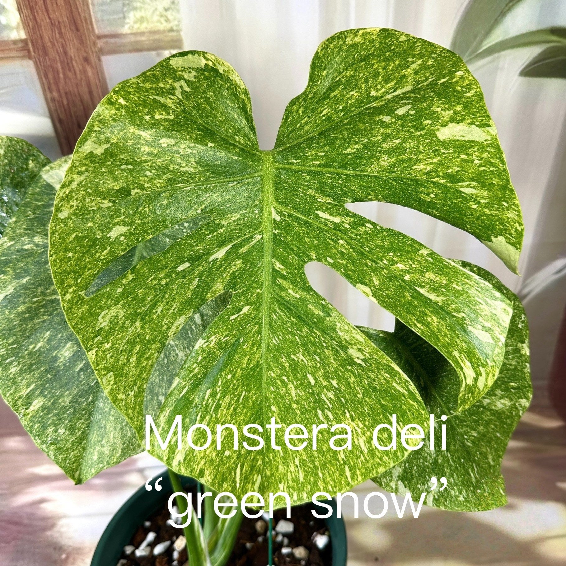 Monstera Green Snow TC | Grower's Choice, Bangkok Collection