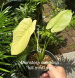 Monstera Mint(Full mint) TC | Grower's Choice, Bangkok Collection