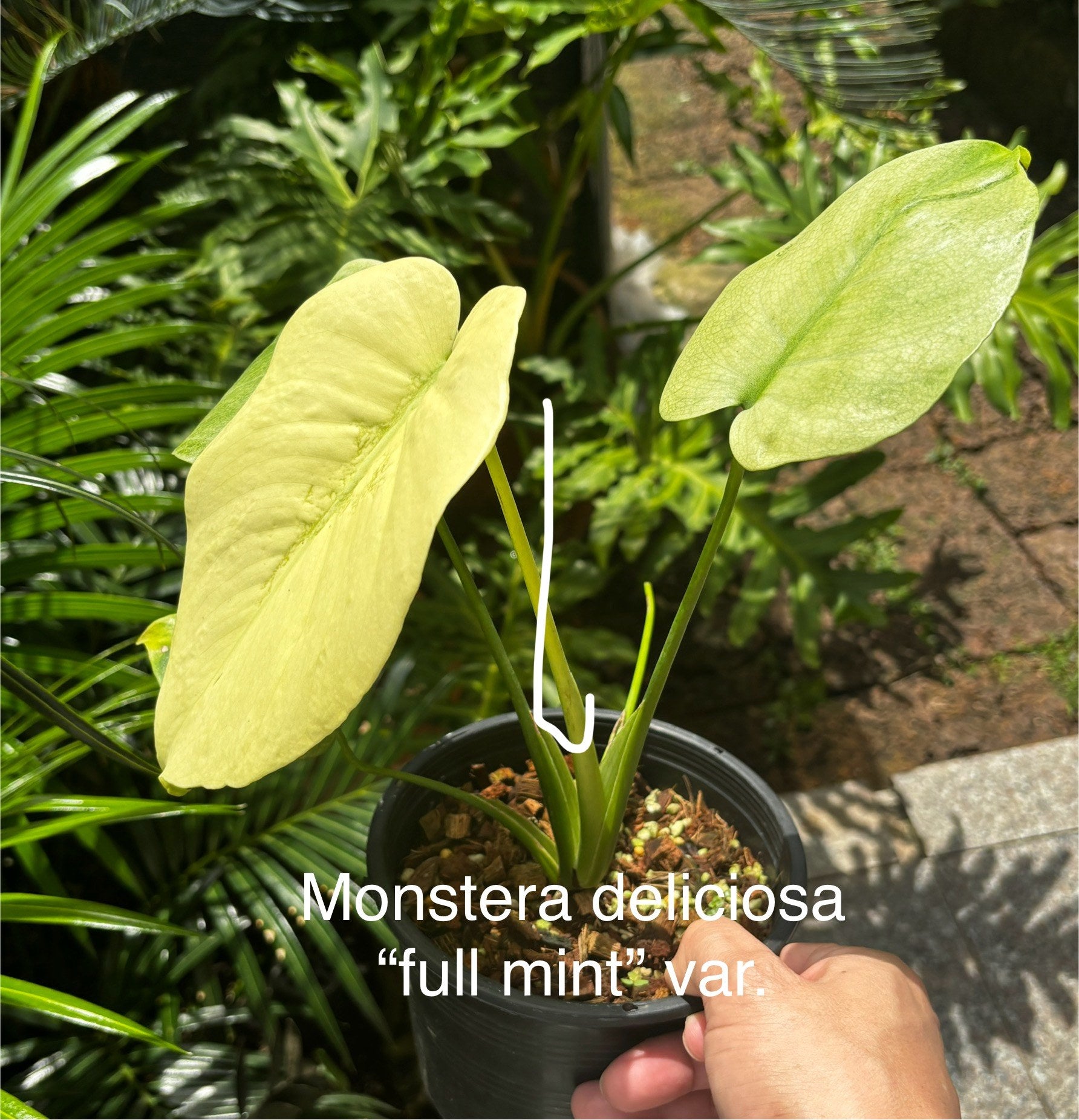 Monstera Mint(Full mint) TC | Grower's Choice, Bangkok Collection
