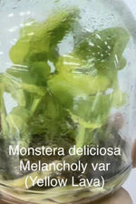 Monstera Melancholy TC | Grower's Choice, Bangkok Collection