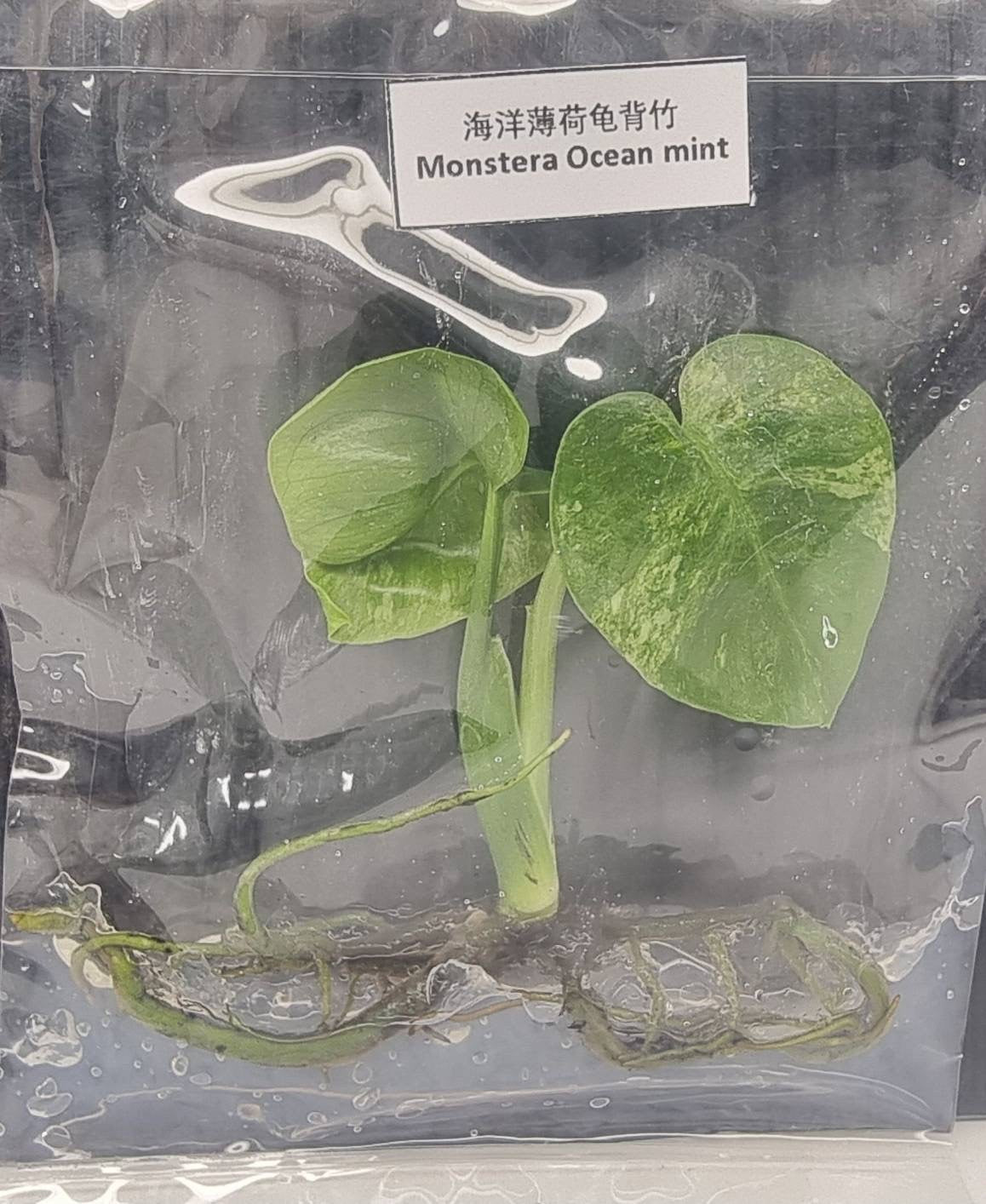 Monstera Deliciosa Ocean Lava TC | Grower's Choice, Bangkok Collection