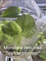Monstera deliciosa Yellow monster var TC | Grower's Choice, Bangkok Collection