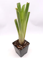 Brocchinia hechtioides | Seller's Choice, Hong Kong Collection