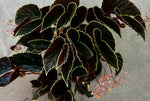 Begonia Darthvaderiana TC | Grower's Choice, Foshan Collection
