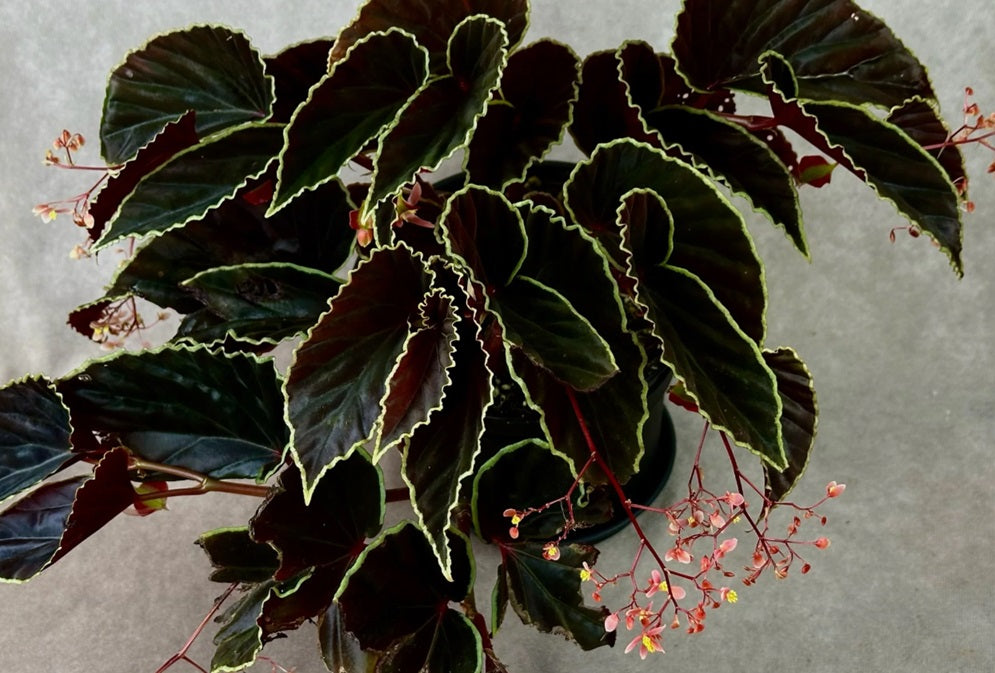 Begonia Darthvaderiana TC | Grower's Choice, Foshan Collection