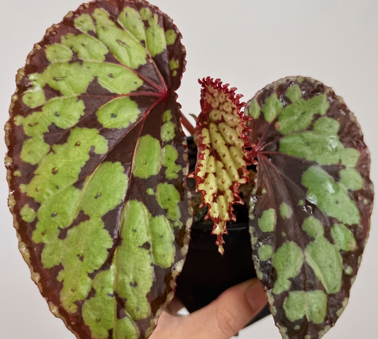 Begonia Green Phoenix TC | Grower's Choice, Foshan Collection