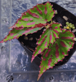 Begonia Pink Lava TC | Grower's Choice, Foshan Collection