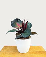 Philodendron 'Red Heart' | Seller's Choice, Hong Kong Collection