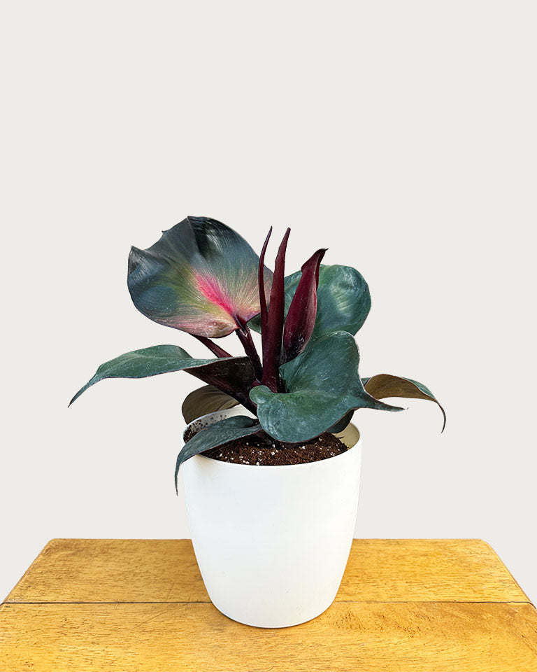 Philodendron 'Red Heart' | Seller's Choice, Hong Kong Collection