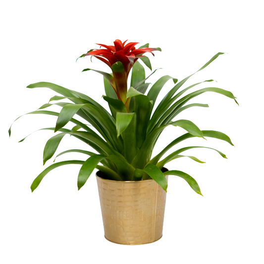 Guzmania 'Elegance' | Seller's Choice, Hong Kong Collection