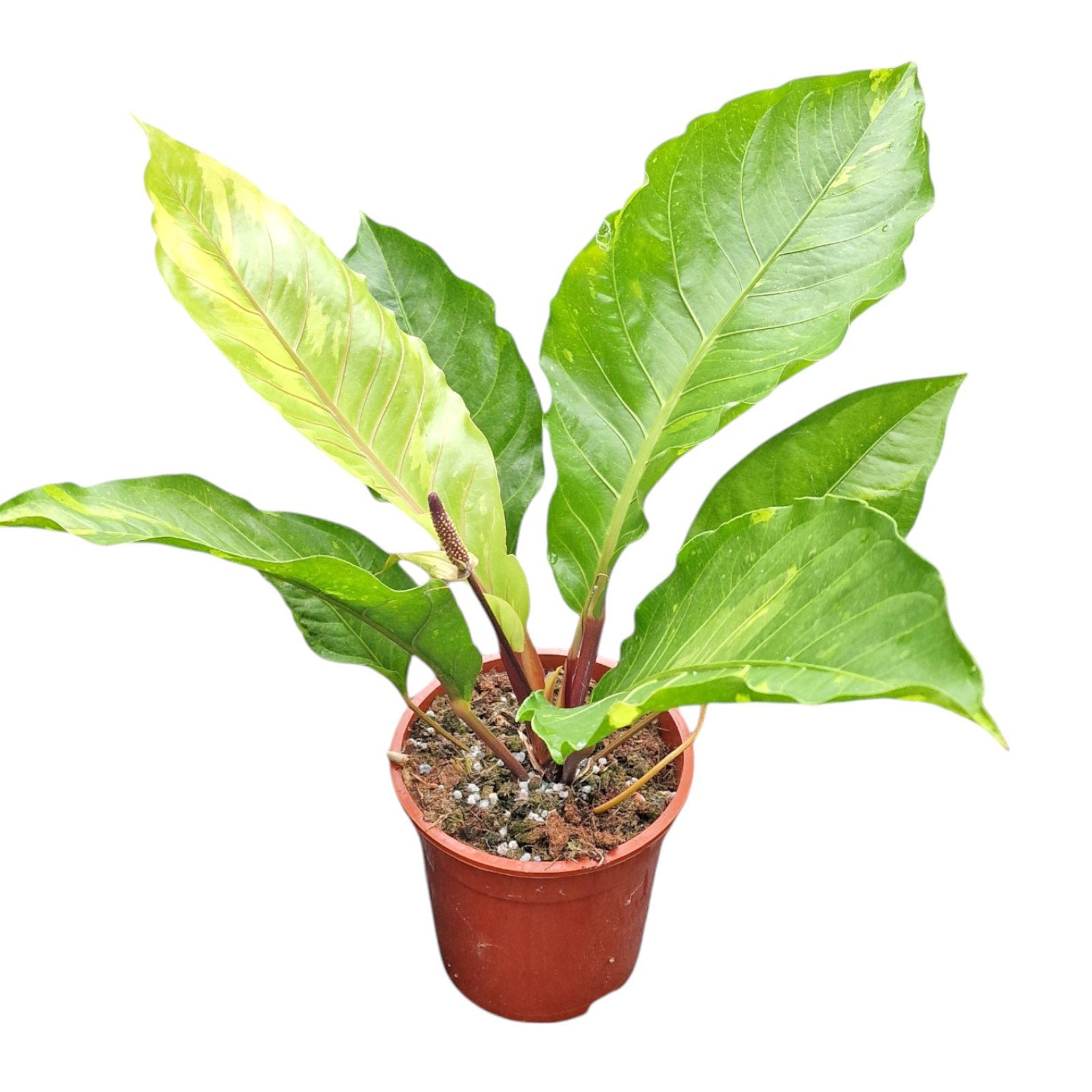 Anthurium 'Red Celebration' | Seller's Choice, Hong Kong Collection