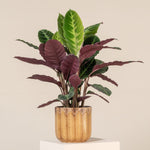Calathea warszewiczii | Seller's Choice, Hainan Collection
