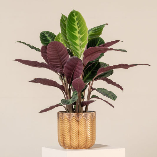 Calathea warszewiczii | Seller's Choice, Hainan Collection