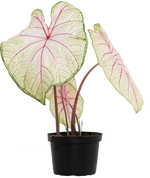 Caladium 'Fantasy/Olivia' | Seller's Choice, Hong Kong Collection
