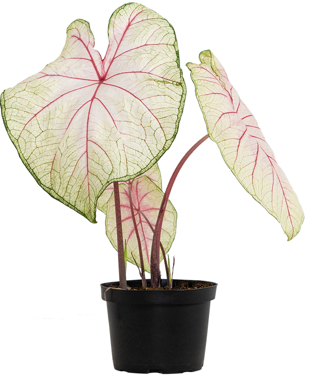 Caladium 'Fantasy/Olivia' | Seller's Choice, Hong Kong Collection